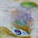 An adult bigfin reef squid, one of the types of squid used in the study.